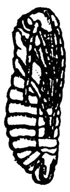 Currant solucanının pupa 'sı büyük ve hantal, klasik çizim veya oyma resimdir..