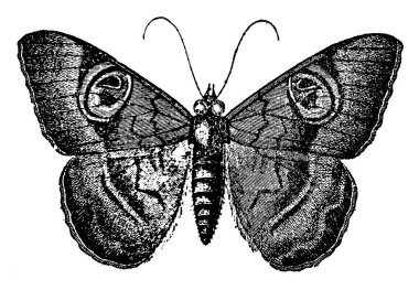 Gece kelebeklerinin iri gövdeleri ve dar ön kanatları vardır. Böceklerin çoğu küçük ve renksiz iken, birkaçı bilinen en büyük böcek, klasik çizgi çizimi veya kabartma resimleridir..