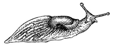 Slug, or land slug, is a common name for any apparently shell-less terrestrial gastropod mollusc, vintage line drawing or engraving illustration. clipart