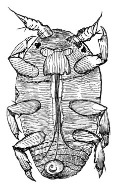 Phylloxera, Kuzey Amerika 'ya özgü bir baş belasıdır..