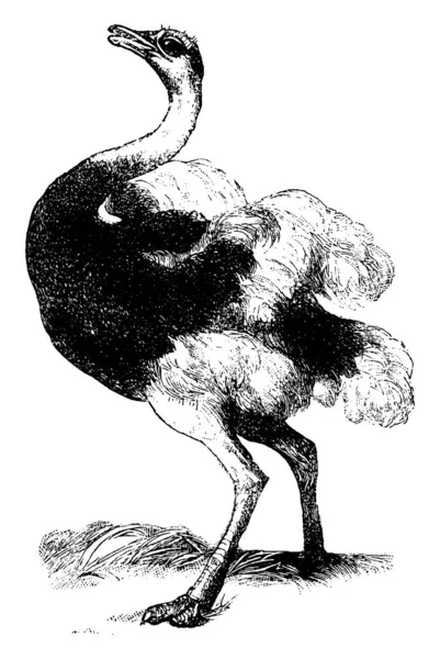 Grande Corpo Uma Avestruz Coberta Penas Pequenas Asas Pernas Magras — Vetor de Stock