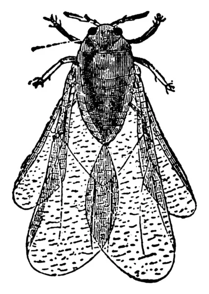 ピロクセラ Pylloxera A族およびC族に属する昆虫の属である Phylloxeridae それらが供給するジュースに 様々な植物に自分自身を添付し ブドウ畑で大規模な荒廃 ヴィンテージライン図面や彫刻イラスト — ストックベクタ