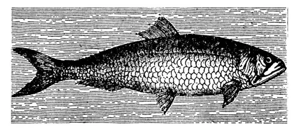 Shad 是扇贝属三种无毛鱼的通称 虱子或欧洲扇贝 European Shad 美国刀叉是一种重要的食用鱼 产于美国大西洋沿岸 有丰富的古埃及线条或雕刻图解 — 图库矢量图片
