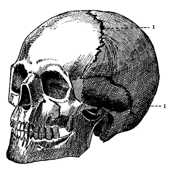 人間の頭蓋骨の典型的な表現 脊椎動物の頭を形成する骨の構造 ヴィンテージラインの図面や彫刻イラスト — ストックベクタ