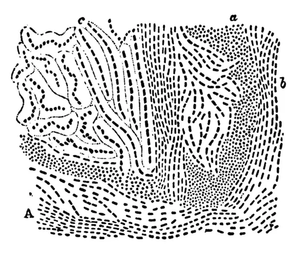 Una Representación Típica Zoogloea Mixta Que Encuentra Como Una Película — Archivo Imágenes Vectoriales