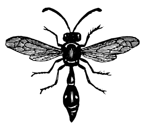 兄弟会的水獭黄蜂 欧梅尼丝蜂 胸部和腹部的阴影比翅膀 老式线条画或雕刻图解还要暗 — 图库矢量图片