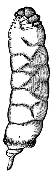 Picture Depicts Female Bagworm Thyrtdopteryx Ephemeraeformis Species Removed Bag Case — Stock Vector