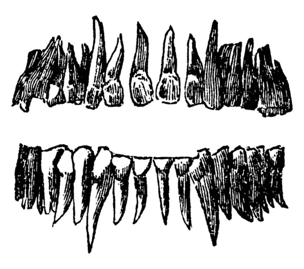 Una Representación Típica Del Conjunto Permanente Completo Dientes Humanos Visto — Vector de stock