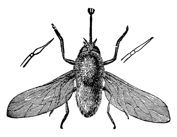 果蝇的成虫 果蝇属 有深色斑纹 翅膀有纵向条纹 脉呈弧形 有复古线条画或雕刻图解 — 图库矢量图片