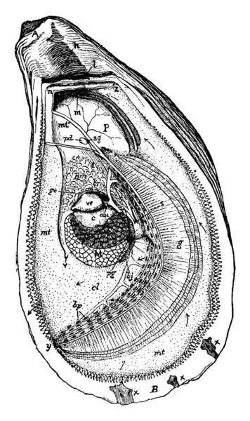 Anatomia Ostra Representada Com Partes Extremidade Anterior Umbonal Aurícula Lado —  Vetores de Stock