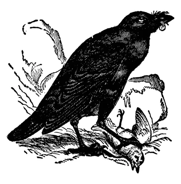 Raven Espécie Corvus Corax Grande Pássaro Família Dos Corvos Com — Vetor de Stock