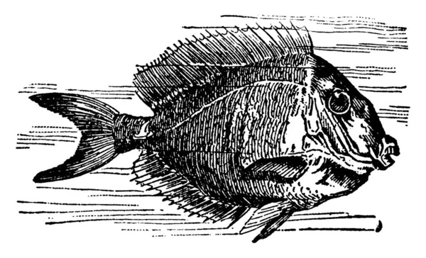 물고기 Acanthurus 은날카롭고 발기가 모양의 척추에서 꼬리의 무장되어 초기에 물고기들은 — 스톡 벡터