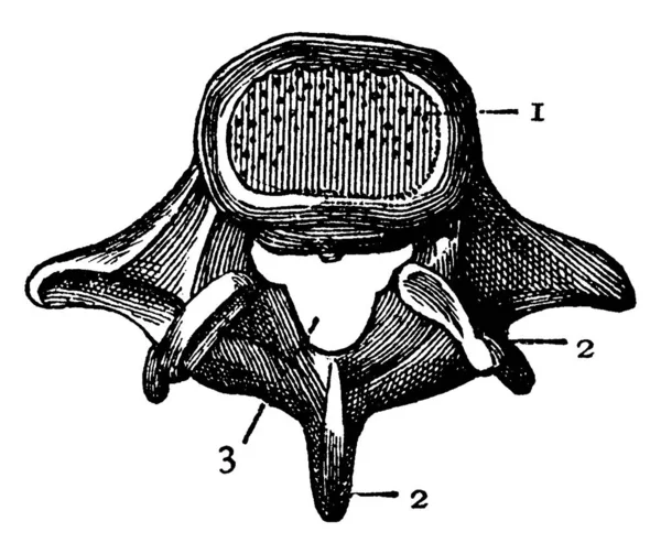 Vista Superior Vértebra Con Las Partes Etiquetadas Como Que Representan — Archivo Imágenes Vectoriales