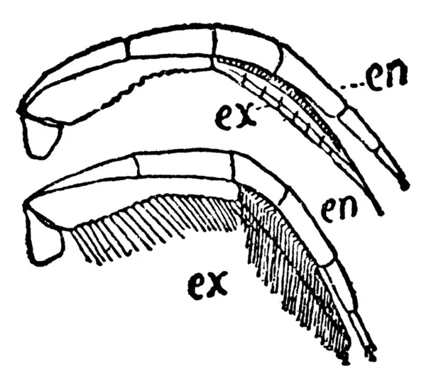 Una Representación Típica Del Triarthrus Becki Vista Dorsal Segunda Pierna — Archivo Imágenes Vectoriales