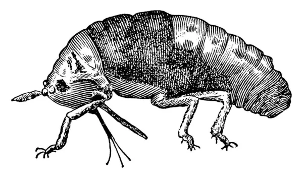 Una Representación Típica Vid Joven Phylloxera Con Marcas Moteadas Rayas — Archivo Imágenes Vectoriales