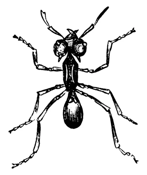 Hormiga Roja Nombre Común Para Varias Especies Hormigas Género Solenopsis — Vector de stock