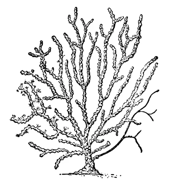 Sea Fan Gorgonia Cavolinii Species Erect Branching Flattened Reminiscent Fan — Stock Vector