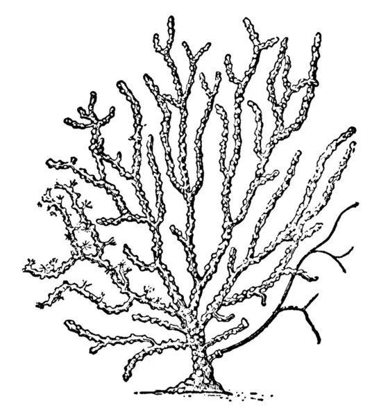 Sea Fan Delle Specie Gorgonia Cavolinii Sono Eretti Ramificati Appiattiti — Vettoriale Stock