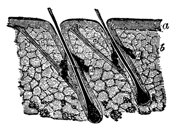 피부의 지층중 지층과 표피층 빈티지 선그리기나 — 스톡 벡터