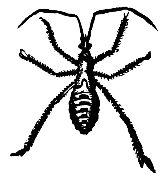 车轮虫的一个阶段 Prionidus犯罪物种 古埃及线条画或雕刻插图 — 图库矢量图片
