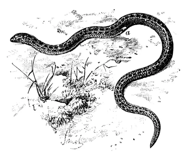 Représentation Typique Reptile Allongé Sans Pattes Glissant Sur Terrain Avec — Image vectorielle