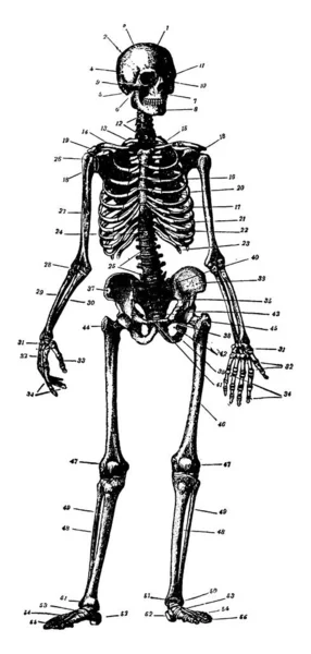 Skelett Eines Menschlichen Körpers Vintage Strichzeichnung Oder Gravur Illustration — Stockvektor