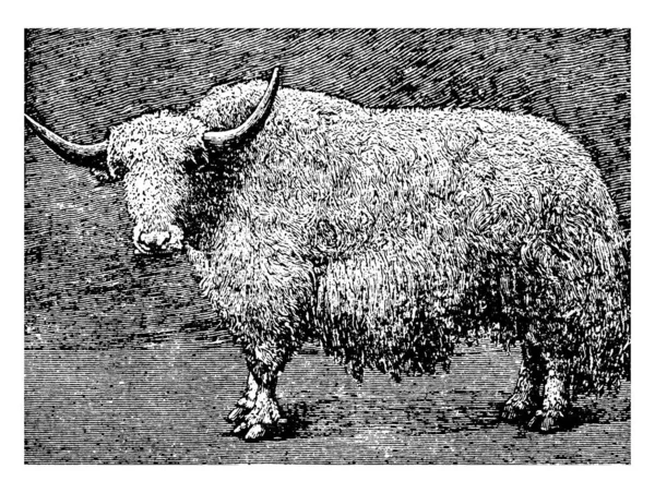 Приблизно Розмір Звичайного Бика Покритий Товстим Шаром Довгим Шовковистим Волоссям — стоковий вектор