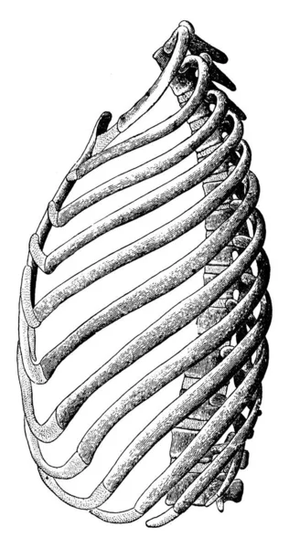 등뼈가 늑골의 전형적 늑골과 빈티지 — 스톡 벡터