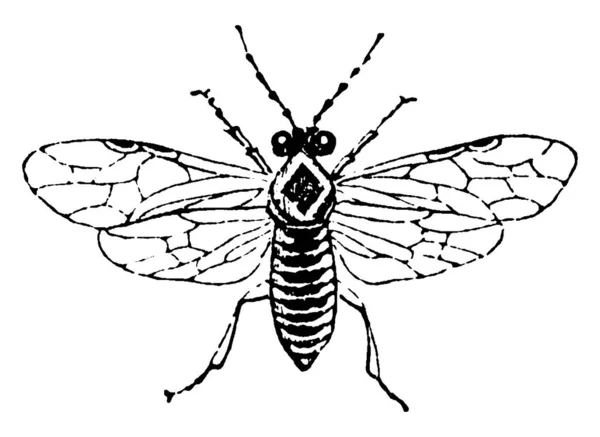 Fűrészlegyek Symphyta Alrend Rovarai Hangyák Méhek Darazsak Mellett Hymenoptera Renden — Stock Vector