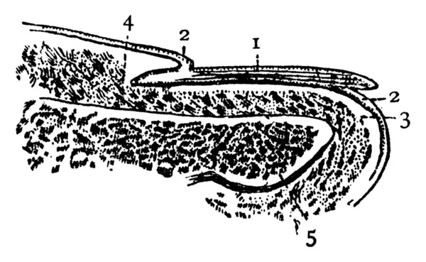 Une Représentation Typique Section Verticale Travers Extrémité Doigt Représentant Ongle — Image vectorielle