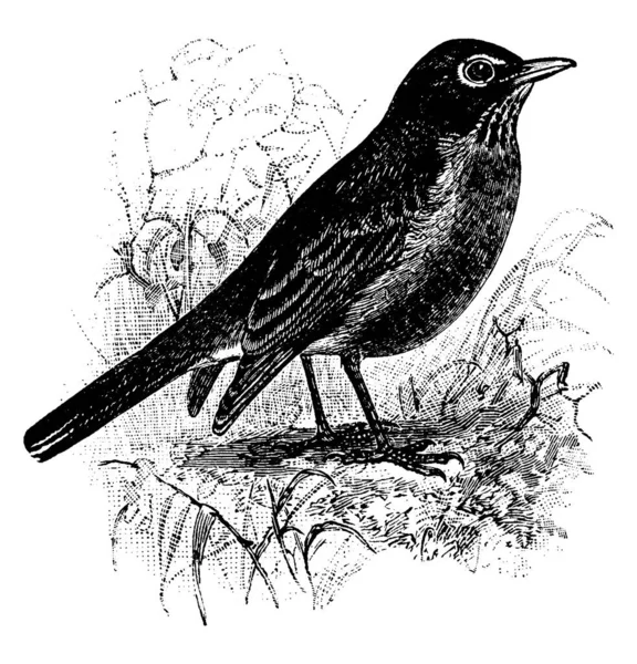 Stor Robin Fågel Vilar Grenarna Trädet Med Röd Och Ljusbrun — Stock vektor
