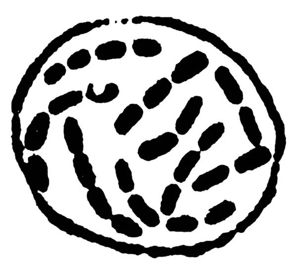 Типичное Представление Zoogloea Bacterium Merismopedioides Zopf Содержащее Кокки Расположенные Таблетках — стоковый вектор