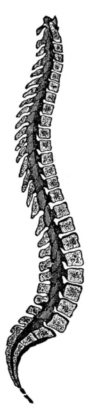 Figure Colonne Vertébrale Vertèbres Qui Entremêlent Pour Former Colonne Vertébrale — Image vectorielle