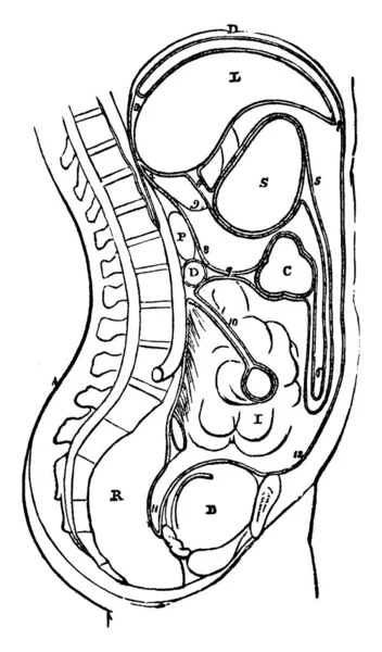腹膜是连接腹部和盆腔的薄膜 连接和支持内脏 复古线条或雕刻插图 — 图库矢量图片