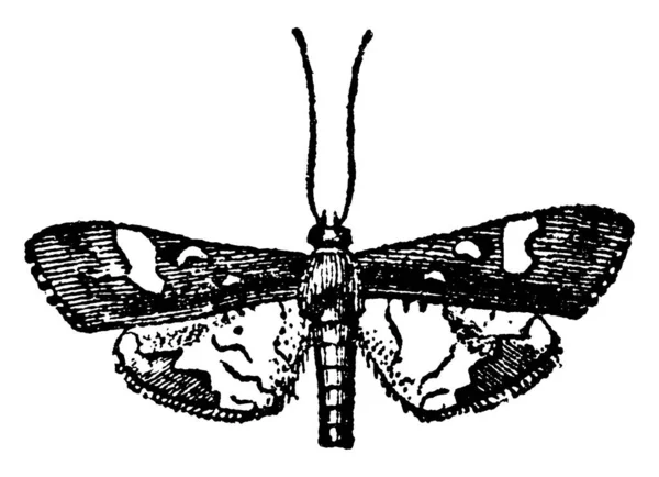 Pyralidina Small Moth Long Slender Bodies Radial Veins Running Forewings — Stock Vector