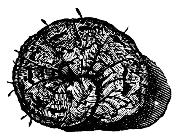 Lombriz Cortada Etapa Larval Especie Peridroma Saucia Gusano Cortado Variado — Vector de stock