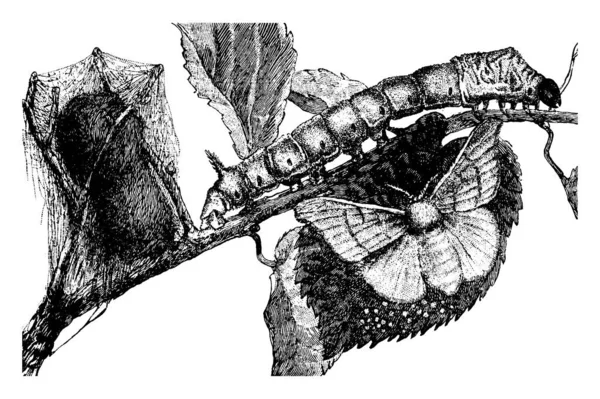 Ein Seidenwurm Der Auf Den Zweigen Des Baumes Kriecht Mit — Stockvektor