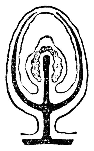 胚芽逐渐退化为孢子形式的典型的表现 深色阴影区域代表肠腔 浅色阴影区域代表生殖器制品 复古线条或雕刻插图 — 图库矢量图片