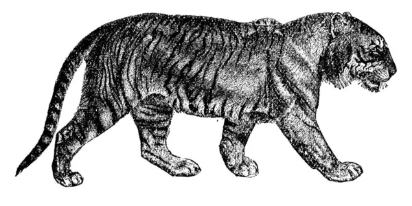 Représente Tigre Mouvement Avec Des Rayures Sombres Sur Tout Son — Image vectorielle