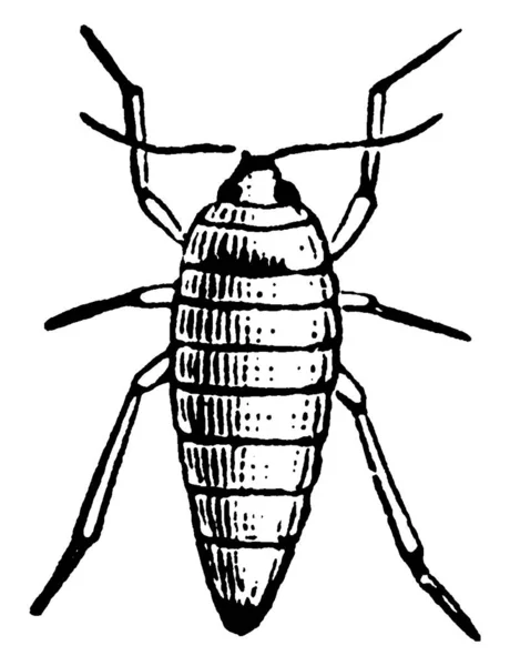 Polilla Hembra Especies Paleacrita Vernata Que Tienen Alas Con Rayas — Archivo Imágenes Vectoriales