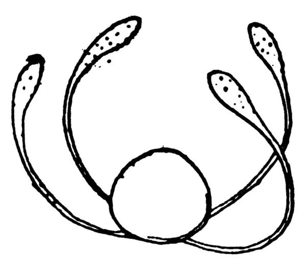 Una Representación Típica Una Espora Con Manchas Circulares Dibujo Línea — Vector de stock
