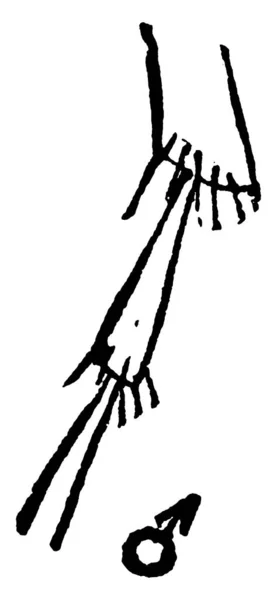 月桂树有C形的毛虫幼虫 体积小 腿细小 有复古线条画或雕刻插图 — 图库矢量图片