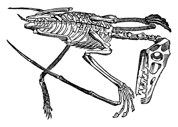 Σκελετός Της Pterodactyle Vintage Γραμμή Σχέδιο Χάραξη Εικονογράφηση — Διανυσματικό Αρχείο