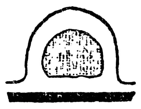 Una Representación Típica Degeneración Gradual Yema Medusa Forma Esporosae Las — Archivo Imágenes Vectoriales