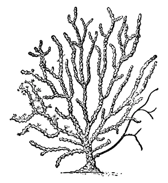 Типове Зображення Морського Фана Який Виглядає Шипи Розташовані Виделках Гілки — стоковий вектор