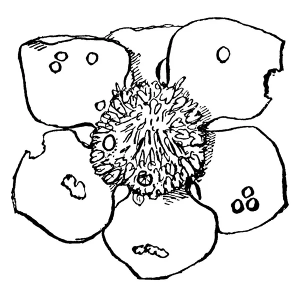 Изображение Клубничного Цветка Отверстиями Съеденными Долгоносиком Рисунок Винтажной Линии Гравировка — стоковый вектор