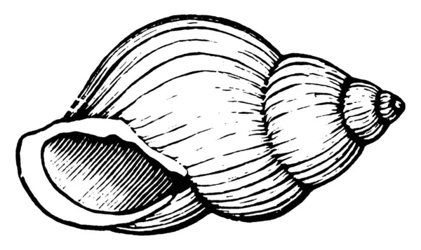 Coquille Escargot Fait Partie Corps Escargot Une Sorte Mollusque Est — Image vectorielle