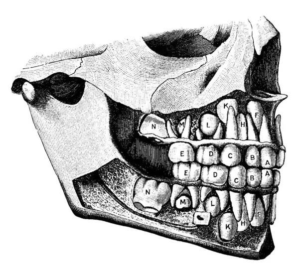 中央の切開部 横の切開部 前臼歯 後臼歯 中央の切開部 横の切開部 最初の両生類 M2両生類およびN 最初の臼歯 ヴィンテージ線画またはE — ストックベクタ