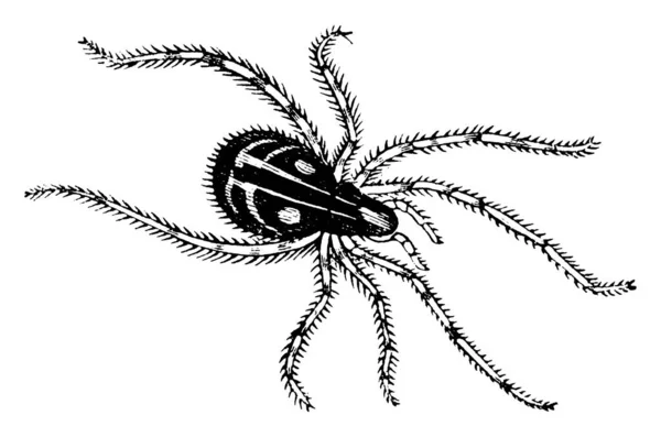 蜘蛛是呼吸空气的节肢动物 有八条腿 有古老的线条画或雕刻插图 — 图库矢量图片