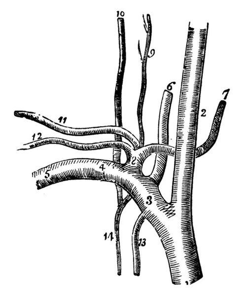 Szubkláviai Artéria Erek Felsőtestben Hogy Vesz Oxigénben Gazdag Vért Aorta — Stock Vector